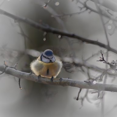 fluffy blue tit in the woods