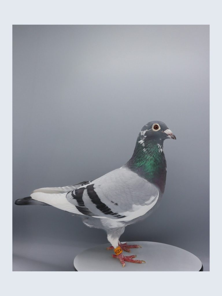 champion racing pigeon hen