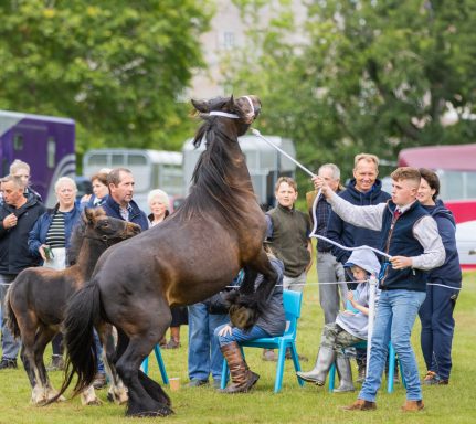 fell pony rearing at the fell pony show in the lake district