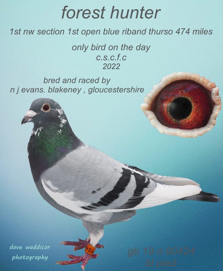 champion racing pigeon hen 