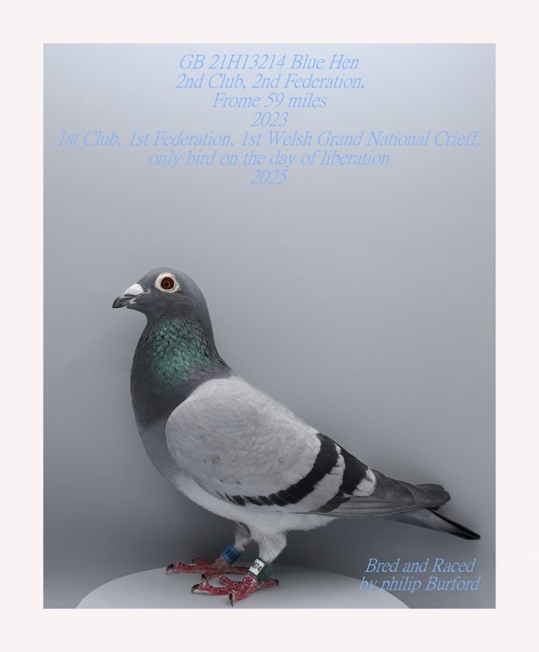classic and original image of a champion blue hen by dave waddicor photography