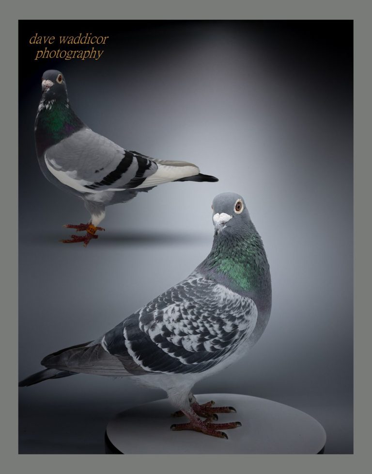 two pigeon race winners from gloucestershire