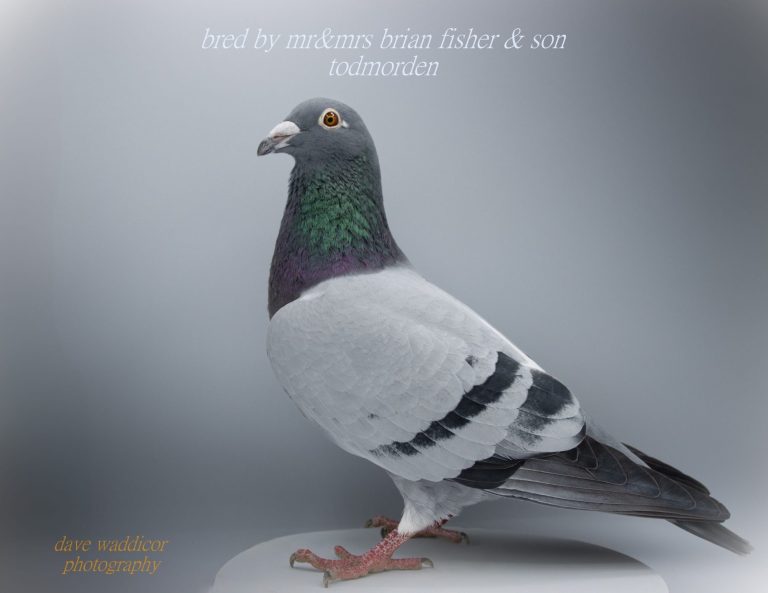 a blue cock racing pigeon being photographed by dave waddicor photography
