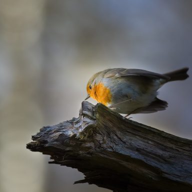 robin on a tree