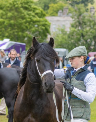 lifestyle photography at a fell pony show in the lake district