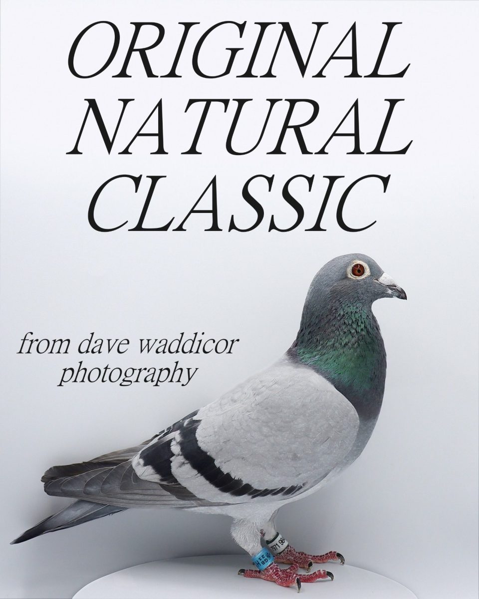 a true champion classic racing pigeon winner 