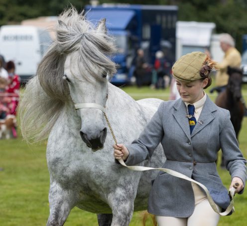fell pony show photography in the lake district